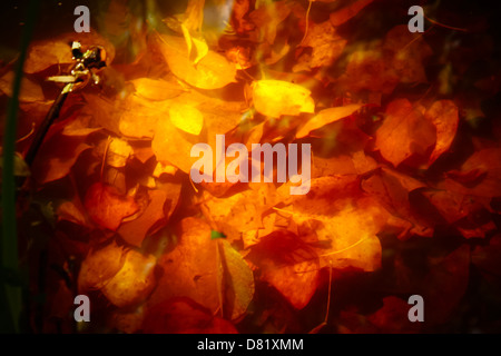 Sous les feuilles d'automne Banque D'Images