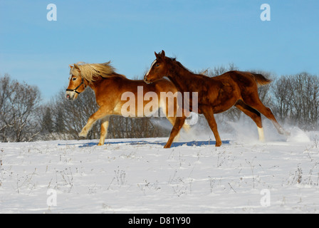 Dans la neige Haflinger Banque D'Images