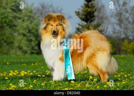 Collie Banque D'Images