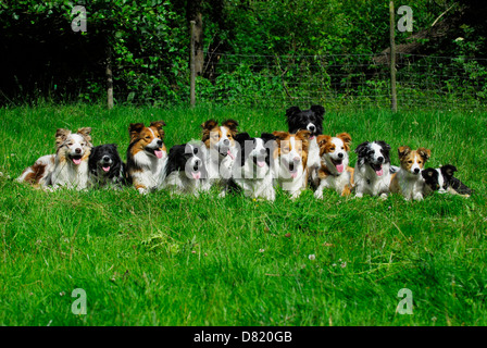 Border Collies couché Banque D'Images