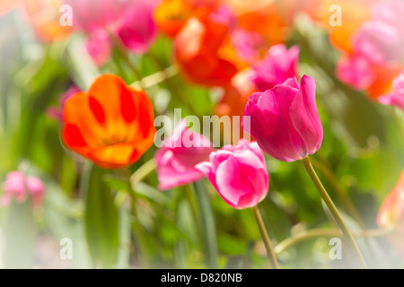 Virginie, USA - tulipe en fleur dans le jardin. Banque D'Images