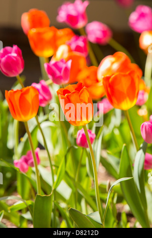 Virginie, USA - tulipe en fleur dans le jardin. Banque D'Images