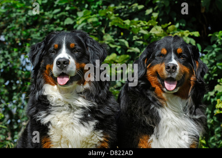 Bouvier Bernois Portrait Banque D'Images