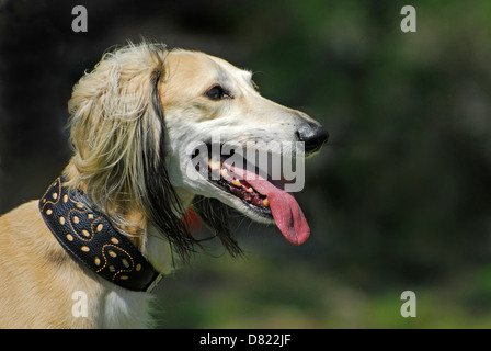 Portrait de Saluki Banque D'Images