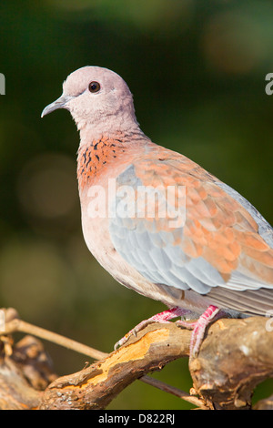 Laughing Dove (Spilopelia senegalensis) Banque D'Images