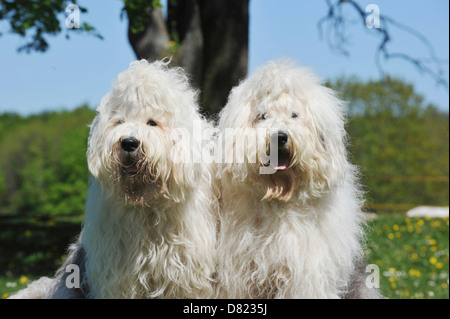 Portrait Bobtail Banque D'Images