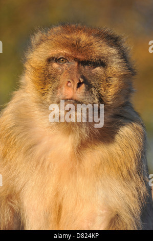 Manana Banque D'Images