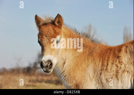 Exmoor-Pony poulain Banque D'Images