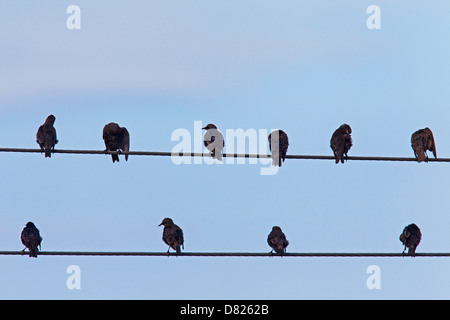 Troupeau de l'étourneau sansonnet (Sturnus vulgaris) se lissant les plumes sur câble haute tension pendant la migration Banque D'Images