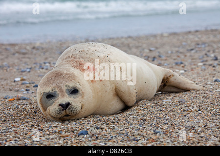 / Du Phoque commun (Phoca vitulina) pup reposant sur beach Banque D'Images