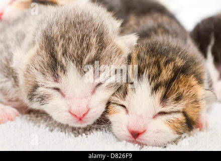 Bridgend, UK Le mercredi 15 mai 2013 Photo : Chatons et chats Sherlock Morse à la protection de Bridgend, Galles du sud. Re : c'est une étrange histoire, six petits chats fugitifs ont été trouvés avec nidification leur maman dans le plus improbable des lieux, à l'intérieur d'un camion à la prison Prison Parc à Bridgend, Galles du sud. Ils sont nommé d'après certains des plus célèbres détectives fictifs - mais ces six félins étaient presque les derniers détenus de la prison de parc. Heureusement pour Jessica, Sherlock, Christie, Marple, Kojak, et Morse, ces cambrioleurs chat poilu a obtenu une libération anticipée après qu'ils ont été trouvés avec maman Ag Banque D'Images