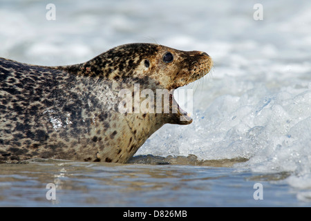 Close-up of Common seal / Phoque commun (Phoca vitulina) appelant surf Banque D'Images