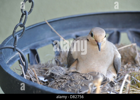 La Tourterelle triste Zenaida macroura Tourterelle aka mère et chick nichant dans un pot de fleurs suspendus Banque D'Images