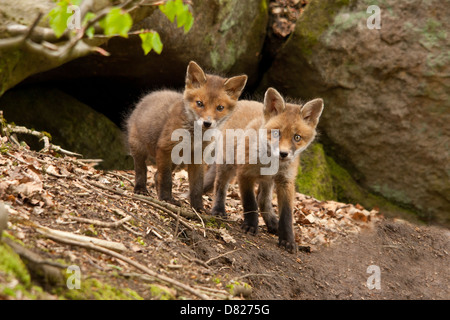 cubs de renard Banque D'Images