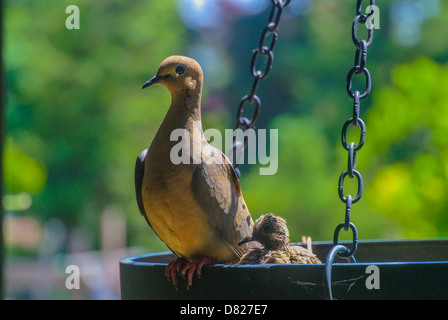 La Tourterelle triste Zenaida macroura Tourterelle aka mère et chick Banque D'Images
