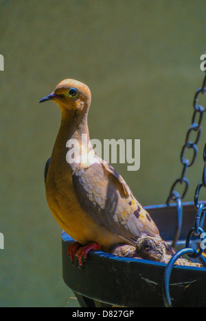 La Tourterelle triste Zenaida macroura Tourterelle aka mère et chick Banque D'Images
