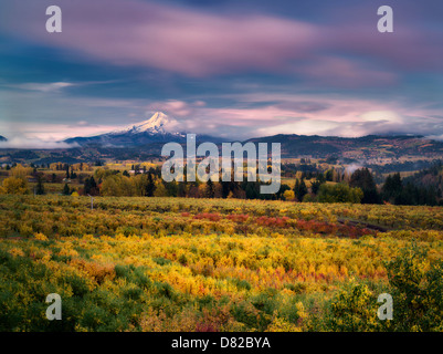 Les vergers dans la couleur de l'automne avec Mt. Le capot. Hood River Valley, Oregon Banque D'Images