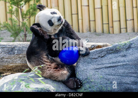 Toronto, Ontario, Canada. 17 mai 2013. ER SHUN (hommes : sens douceur double) grand panda sur l'aire de jeux au Zoo de Toronto. Le Zoo de Toronto invités médias pour rejoindre la célébration de l'arrivée de la panda géant Ji Li et Er Shun. Panda géant la pièce s'ouvre au public le 18 mai 2013. (Crédit Image : Crédit : Igor Vidyashev ZUMAPRESS.com/Alamy/Live News) Banque D'Images