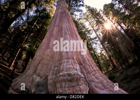 Arbre Séquoia géant général avec la solarisation dans Grant Gove. Le Parc National Kings Canyon, Californie Banque D'Images