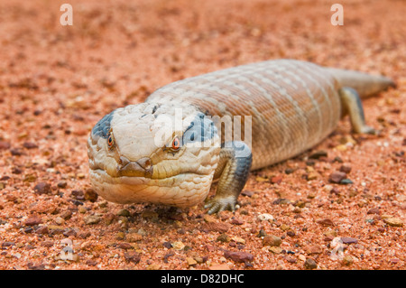 Centralian blue-tongued Skink sur sol rouge. Banque D'Images