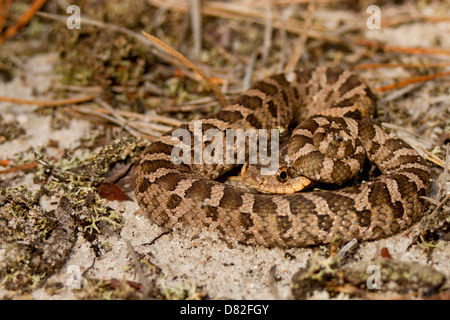 Un jeune serpent à groin de l'est cache sa tête - Heterodon platyrhinos Banque D'Images