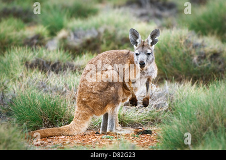 Commune Wallaroo (Euro) assis parmi spinifex. Banque D'Images