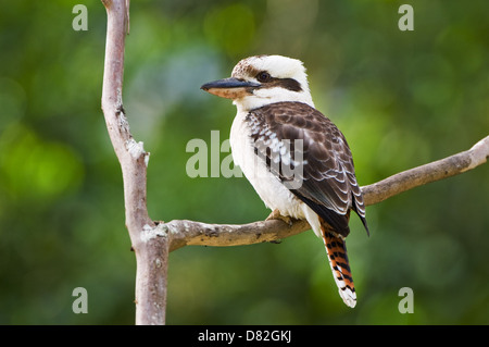 Laughing Kookaburra assis dans un arbre. Banque D'Images