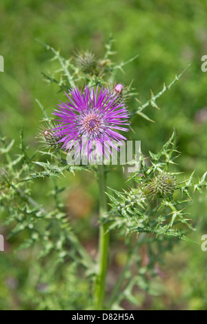 Purple Milk Thistle (Galactites tomentosus) fleurs près de Cabanas São Brás de Alportel Algarve Portugal Europe Méditerranée Banque D'Images