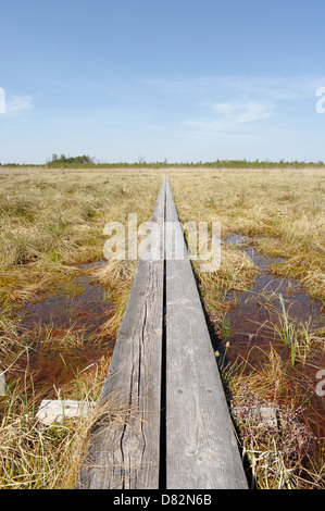 Selli-Sillaotsa Alam-Pedja Sentier de randonnée dans la réserve naturelle, l'UNION EUROPÉENNE L'Estonie Banque D'Images