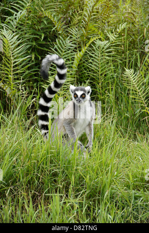 Untitled Document, lémuriens, Madagascar, l'Île Andasibe Banque D'Images