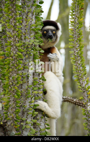 Le propithèque de verreaux manger les feuilles d'Alluaudia procera en Forêt épineuse, Bryanston, Madagascar Banque D'Images