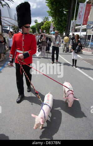 Cannes, France. 17 mai 2013. des bibelots homme habillé comme un garde royale promenade autour de la croisette avec deux porcs le 17 mai 2013 à Cannes, France. Borzicchi Crédit : Natasha St-Pier editorial / Alamy Live News Banque D'Images