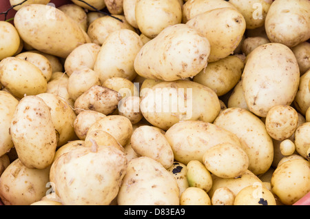 Les pommes de terre fraîchement récoltées sur l'affichage sur le marché Banque D'Images