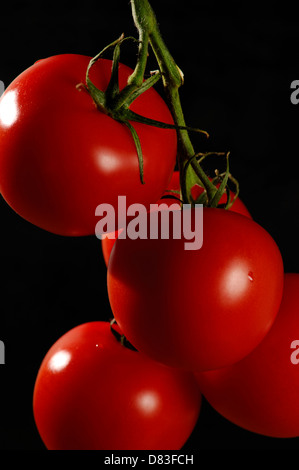 Tomates grappe rouge sur la vigne close-up isolé sur fond noir Banque D'Images