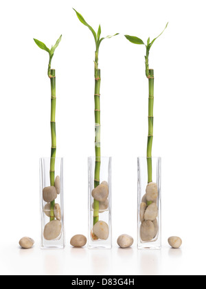 Trois Lucky Bamboo Feng Shui plantes dans des vases isolé sur fond blanc. Banque D'Images