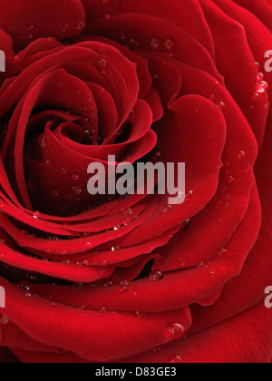 Photo Gros plan d'une belle rose rouge avec des gouttes d'eau sur ses pétales Banque D'Images