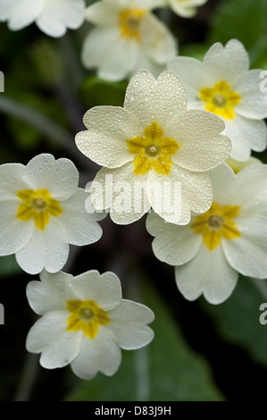 Primrose Primula vulgaris Banque D'Images