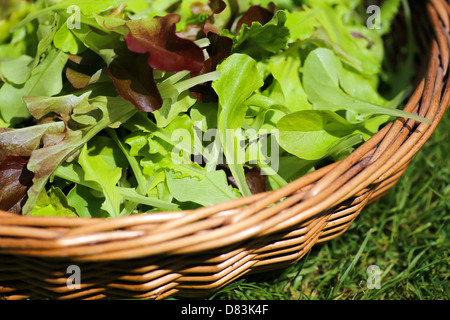 Feuilles de salades d'été juste pris dans le panier panier Banque D'Images