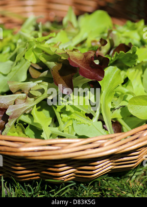 Feuilles de salades d'été juste pris dans le panier Banque D'Images