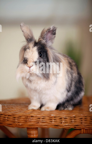 Lapin à tête de lion Banque D'Images