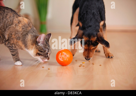 chat et chien Banque D'Images