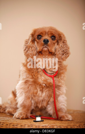 Cavalier King Charles Spaniel Banque D'Images