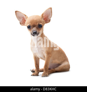 Close up, jeune chien portrait assis sur fond blanc Banque D'Images