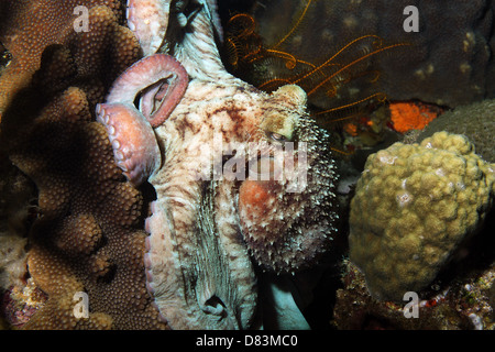 Caribbean Reef Octopus (Octopus Briareus), Cozumel, Mexique Banque D'Images