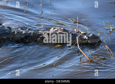 Crocodile dans l'eau, rivière Chobe, au Botswana Banque D'Images