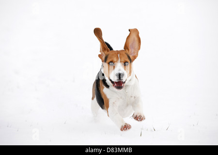 Beagle en cours d’exécution Banque D'Images