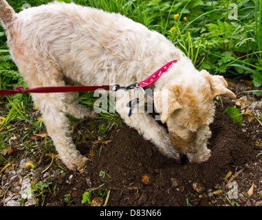 Chien Terrier trou creuser Banque D'Images