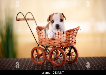 Jack Russell Terrier Puppy Banque D'Images