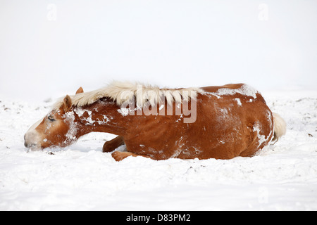 Wallowing Cheval Haflinger Banque D'Images