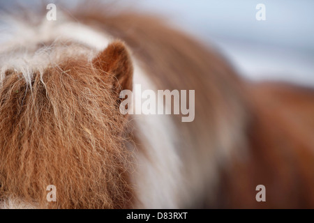 Poney Shetland Banque D'Images